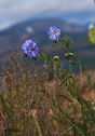 Linum lewisii